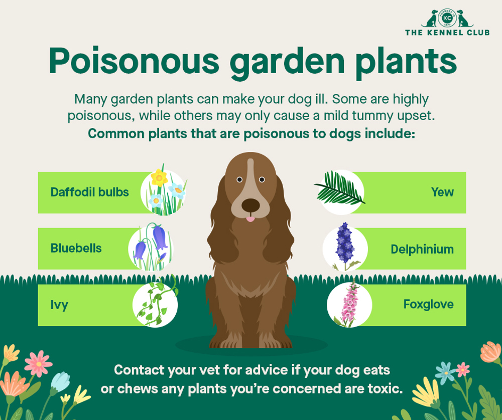 Poisons in your garden | Dog health | Kennel Club
