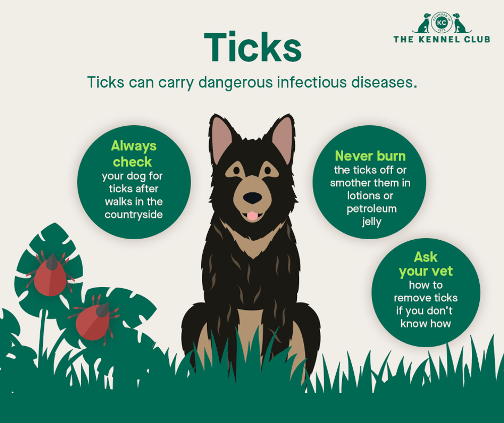 when to take dog to vet for tick bite