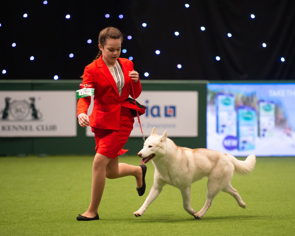 Dog showing