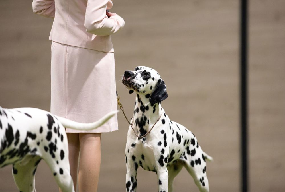 Umbraco.Cms.Infrastructure.PublishedCache.Property