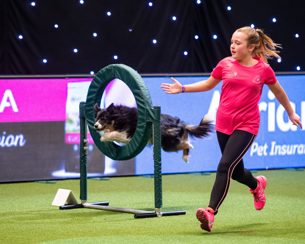 Competing in agility Young Kennel Club