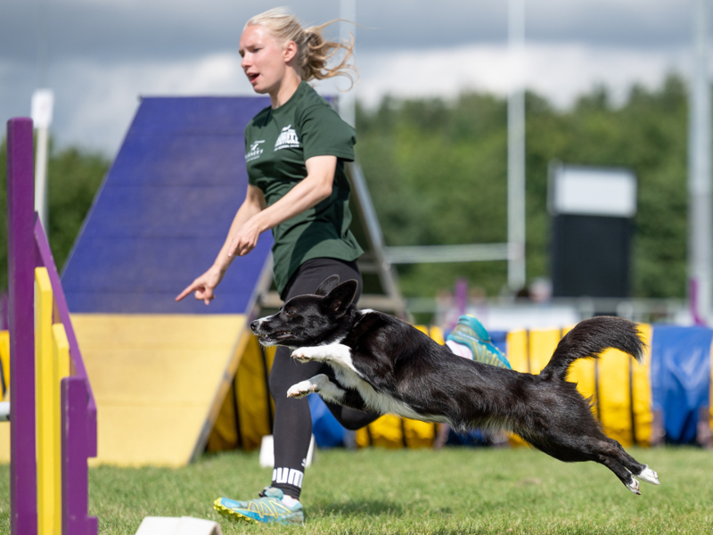 YKC member at International Agility Festival