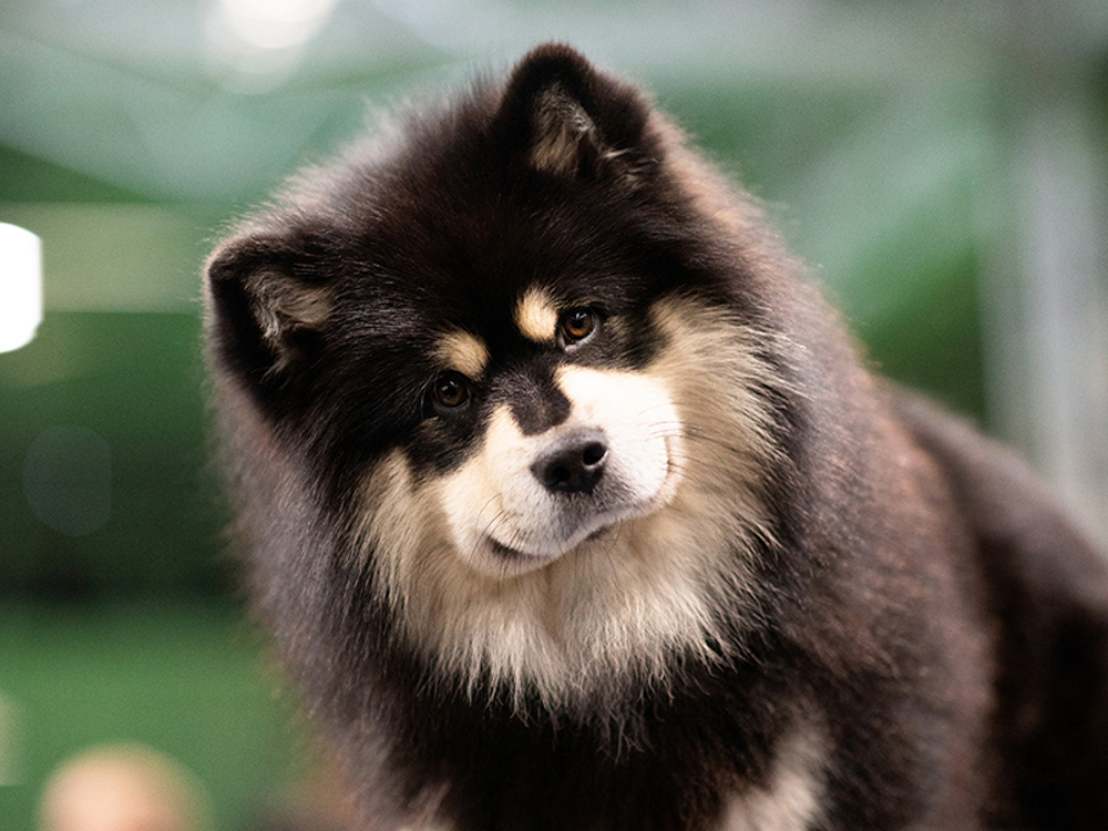 The Kennel Club | Welcome to The Kennel Club website