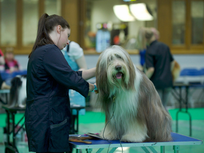 YKC grooming at Crufts