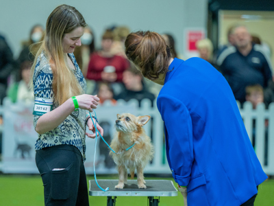YKC Crossbreed competition at Crufts