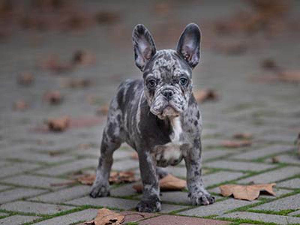 what-is-merle-dog-breeding-kennel-club