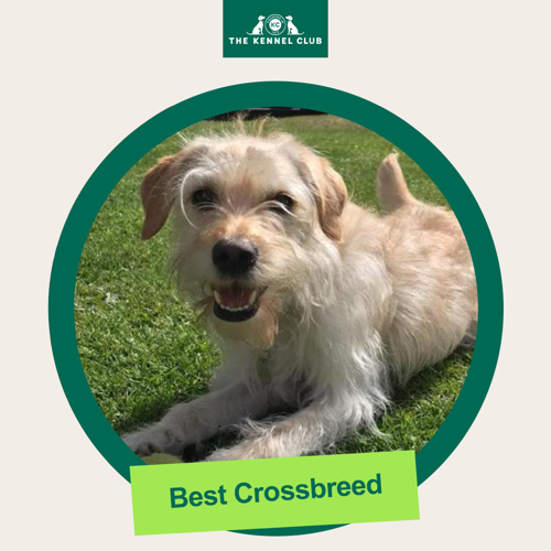 The Kennel Club Online Dog Show The Kennel Club