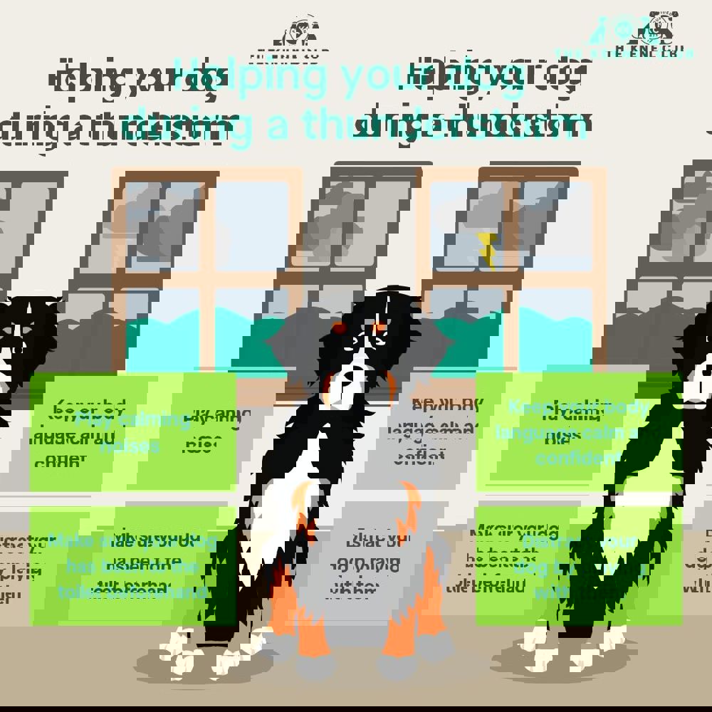 Can Dogs Fear Thunderstorms