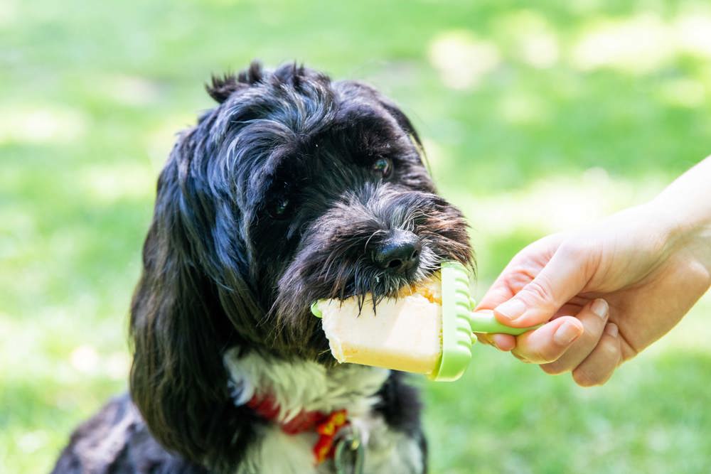 can dogs eat cucumber uk