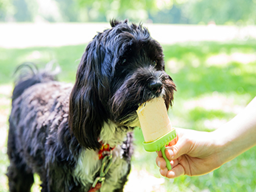 is it ok to give puppies ice cream