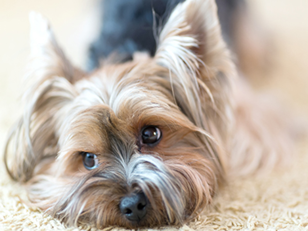 Yorkshire Terrier dog with a urinary tract infection