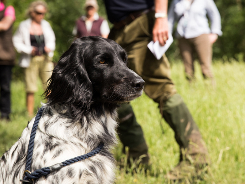 Spaniel sitting in a field