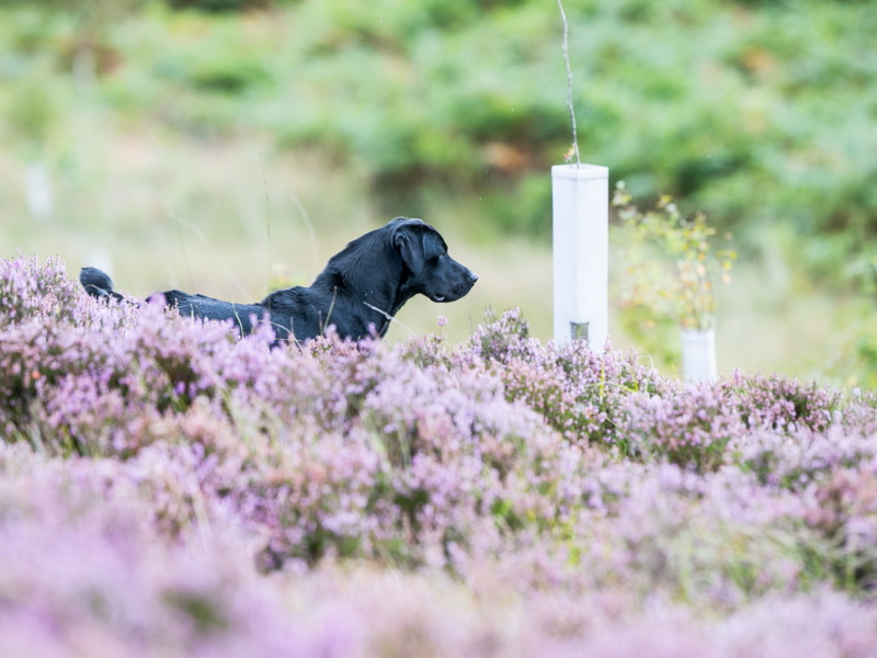 Retriever in a field looking into the distance