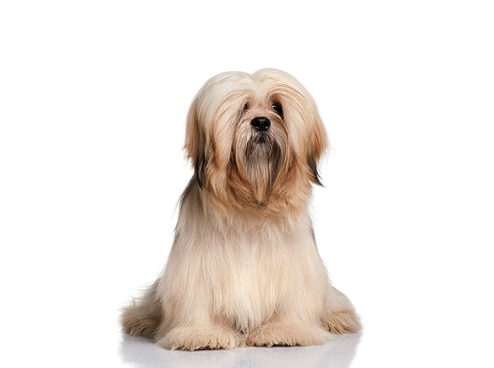 DNA Testing Services Lhasa Apso | Kennel Club