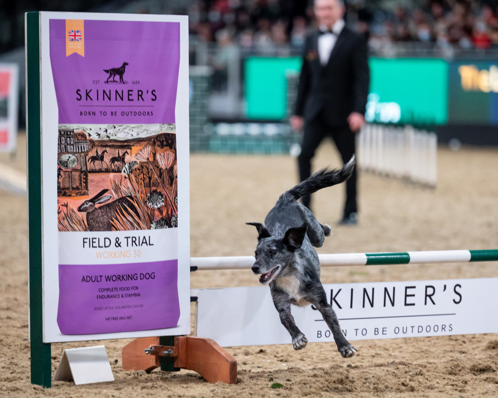 Kennel Club Agility Stakes The Kennel Club