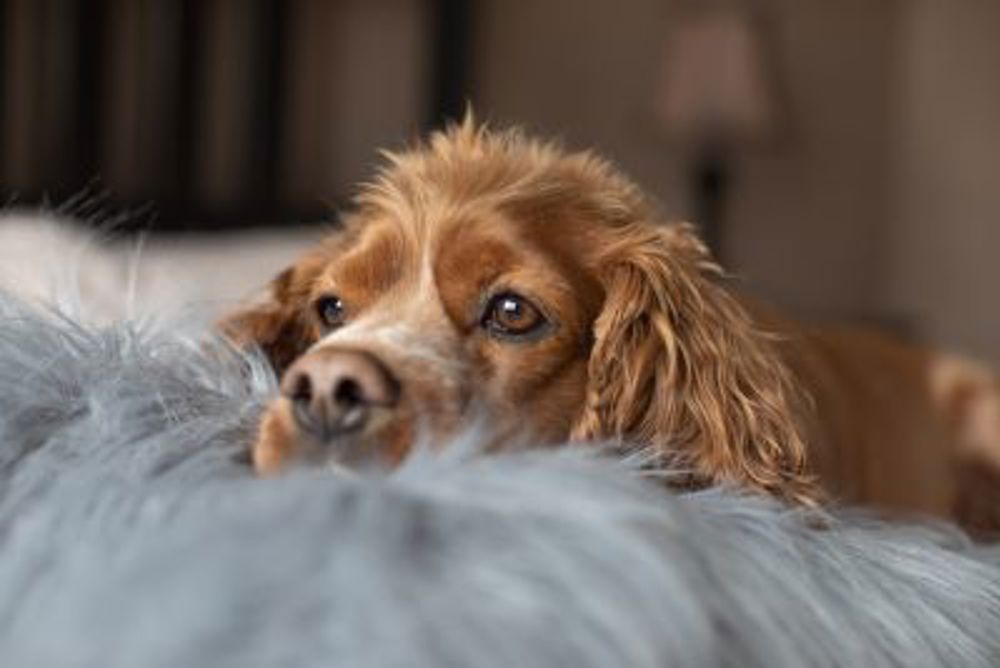 Your dog's seasons The Kennel Club