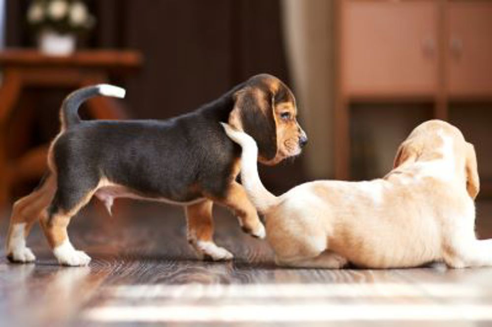 Creating a puppy pack Kennel Club