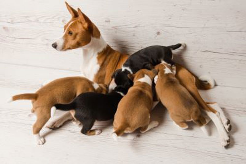 Vet visits after whelping Kennel Club