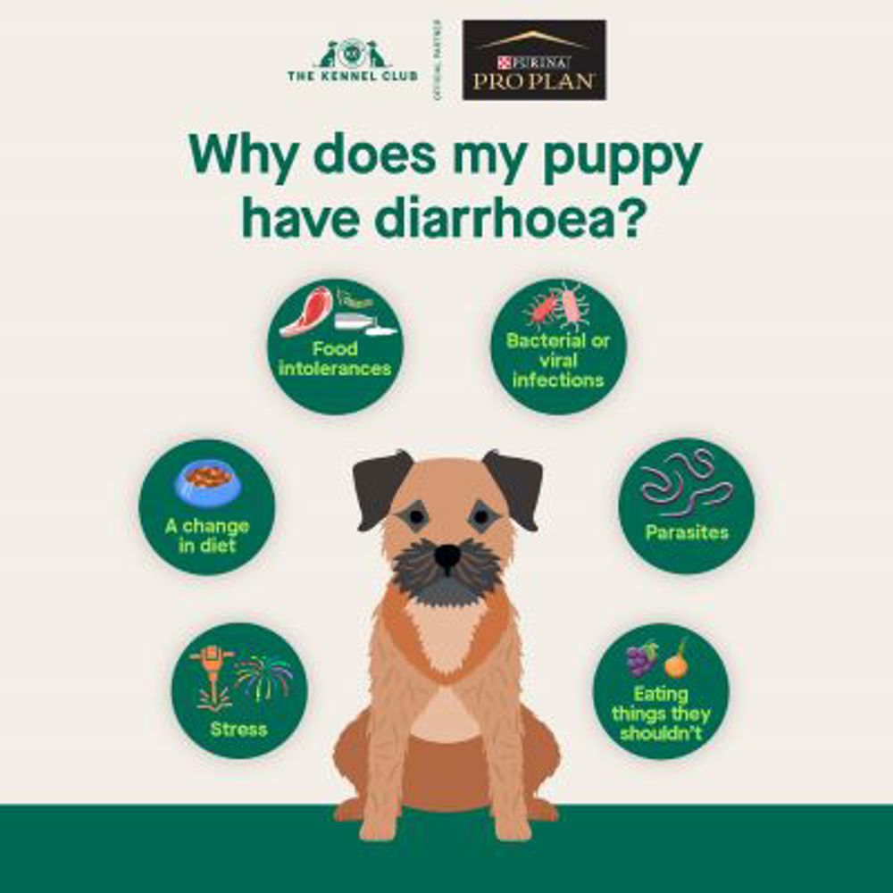 Puppy diarrhoea | Dog health | The Kennel Club