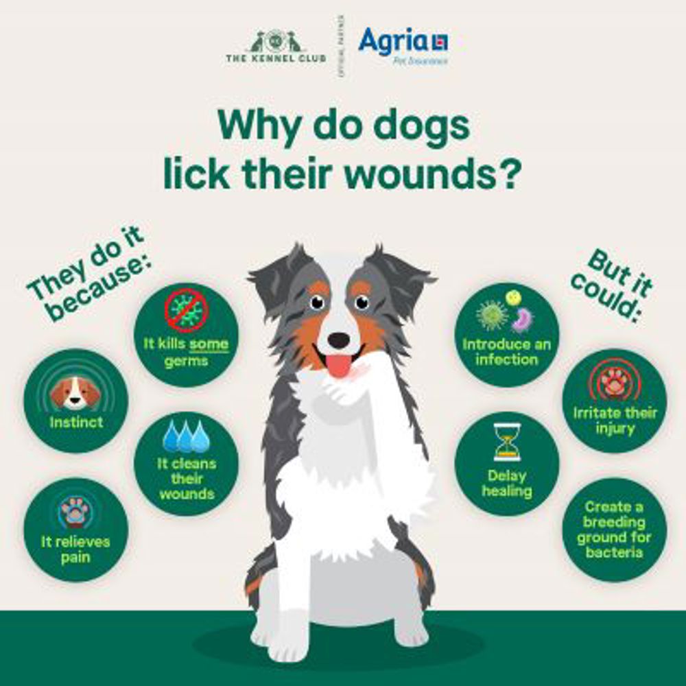 do dogs have bad germs in their mouths