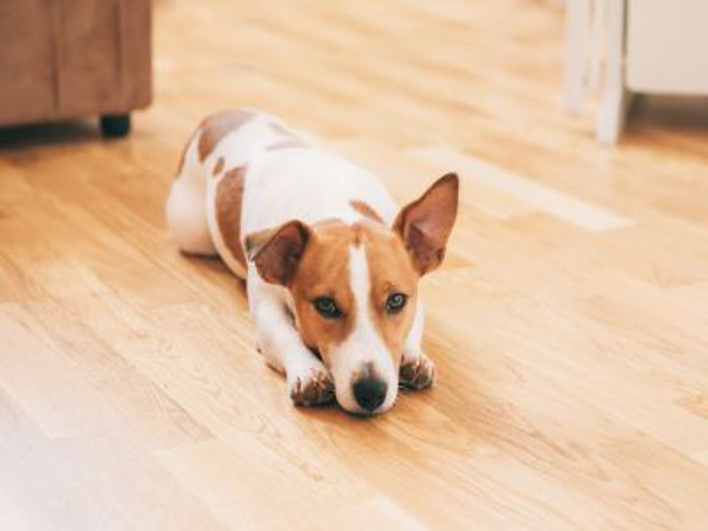 Dog laying on floor