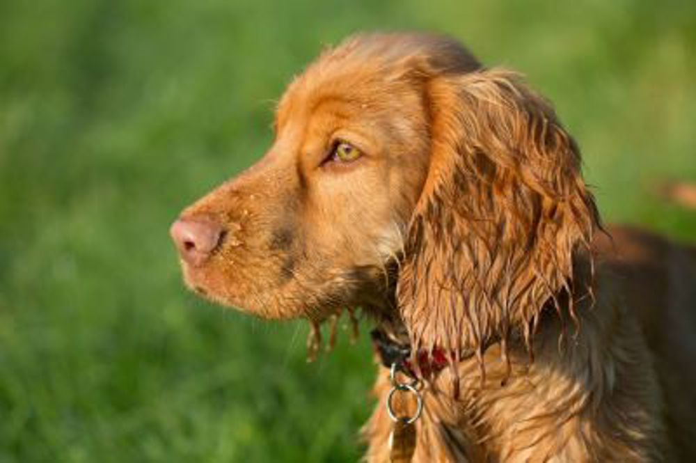 A guide to blindness in dogs The Kennel Club
