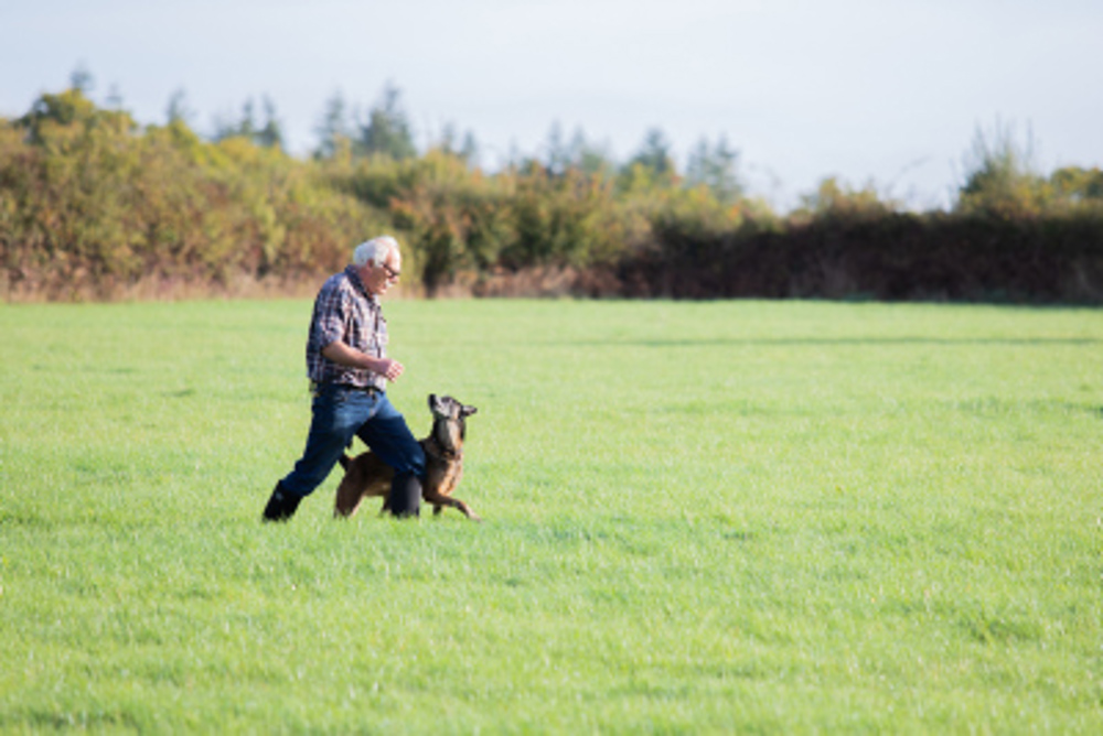 Dog being trained