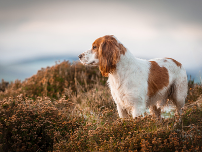 Dog standing in grass