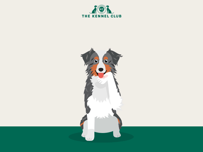 Why does my dog lick their wounds | The Kennel Club